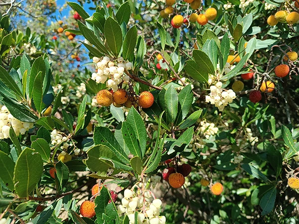 Corbezzolo