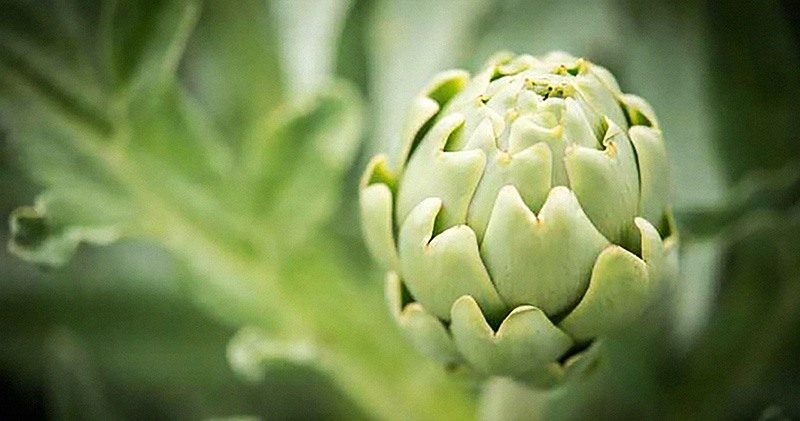 Carciofo bianco di Pertosa