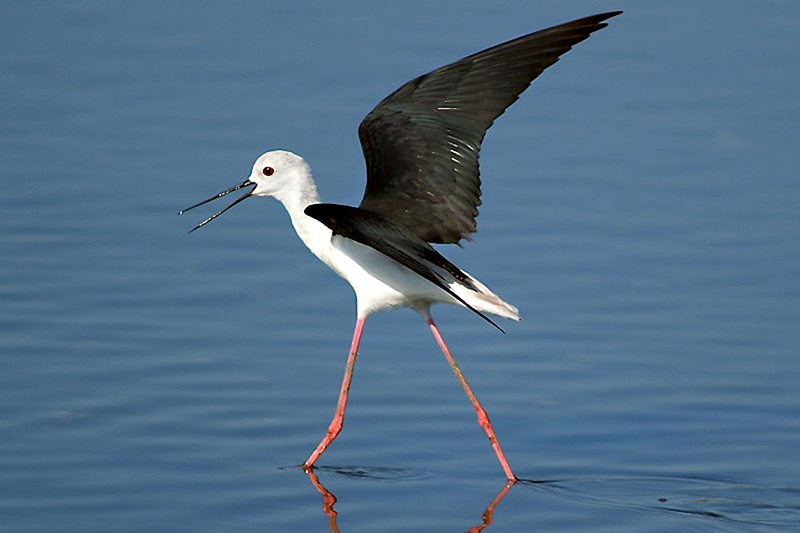 I Pescatori di Orbetello