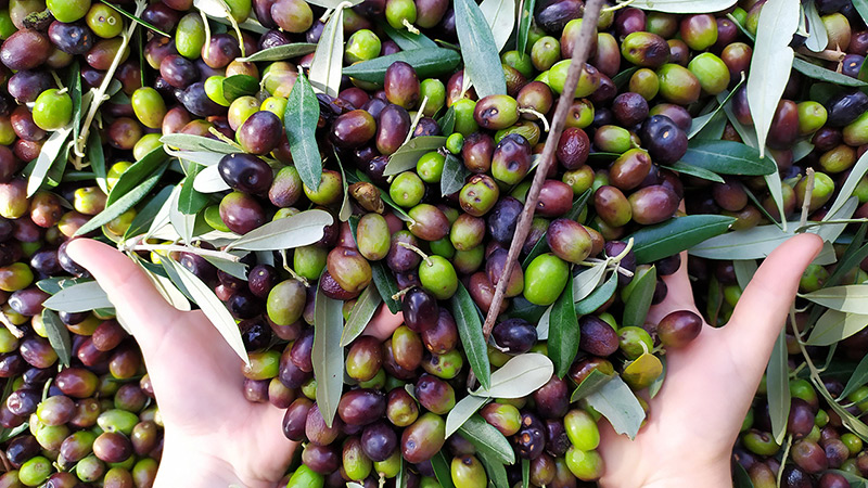 01-olive.jpg